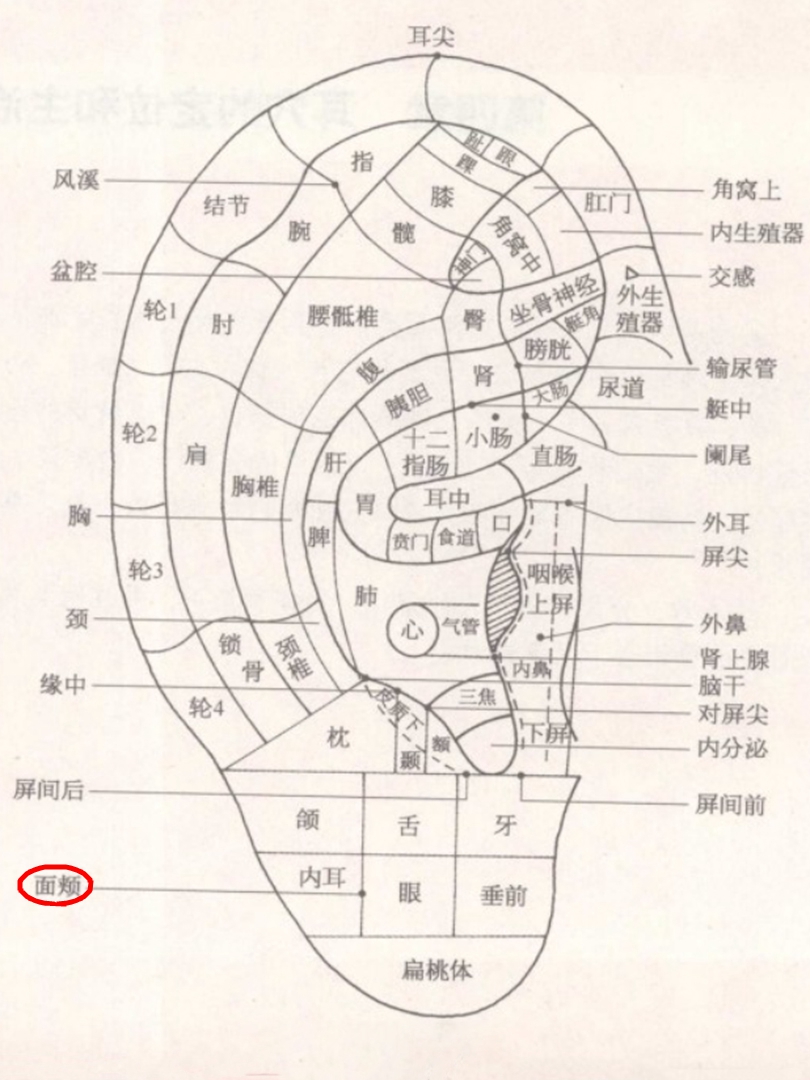 面颊耳