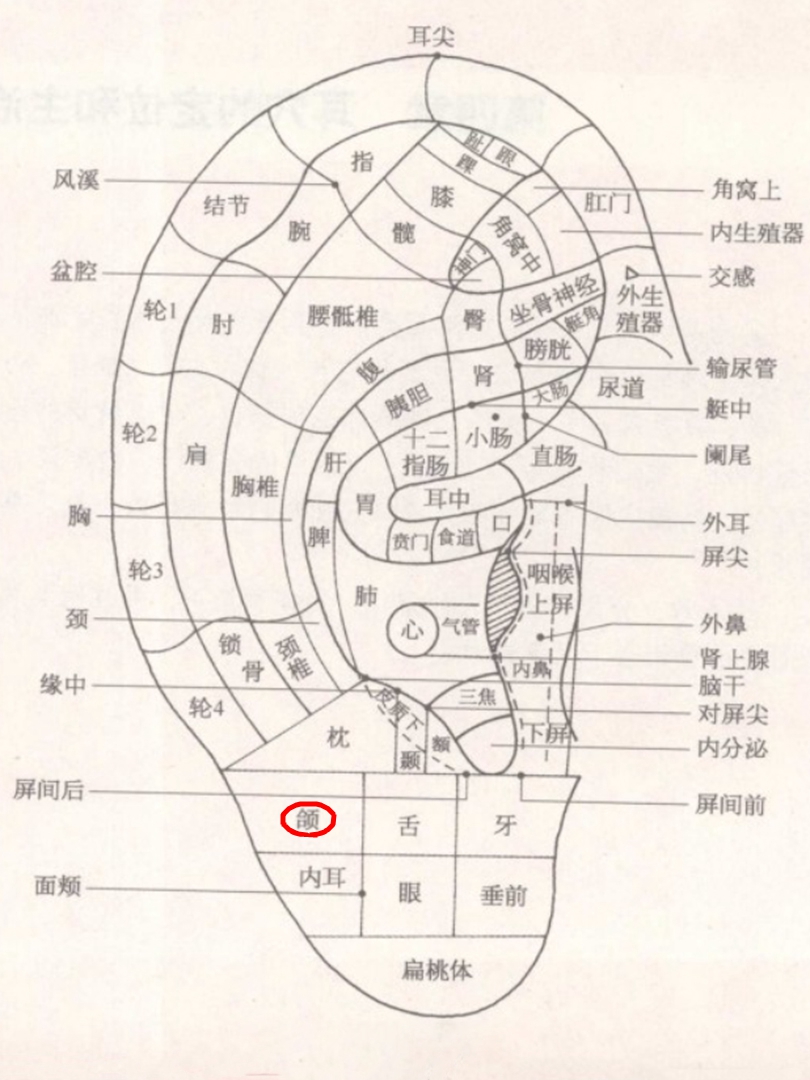 颌耳