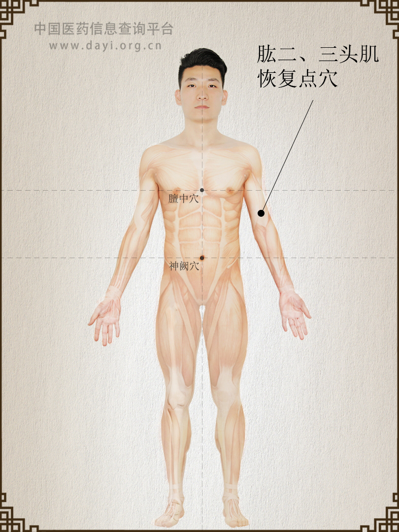 肱二头肌恢复点