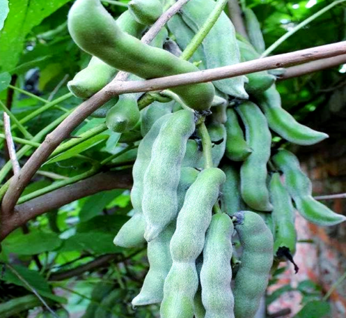 龙爪豆