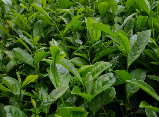 茶