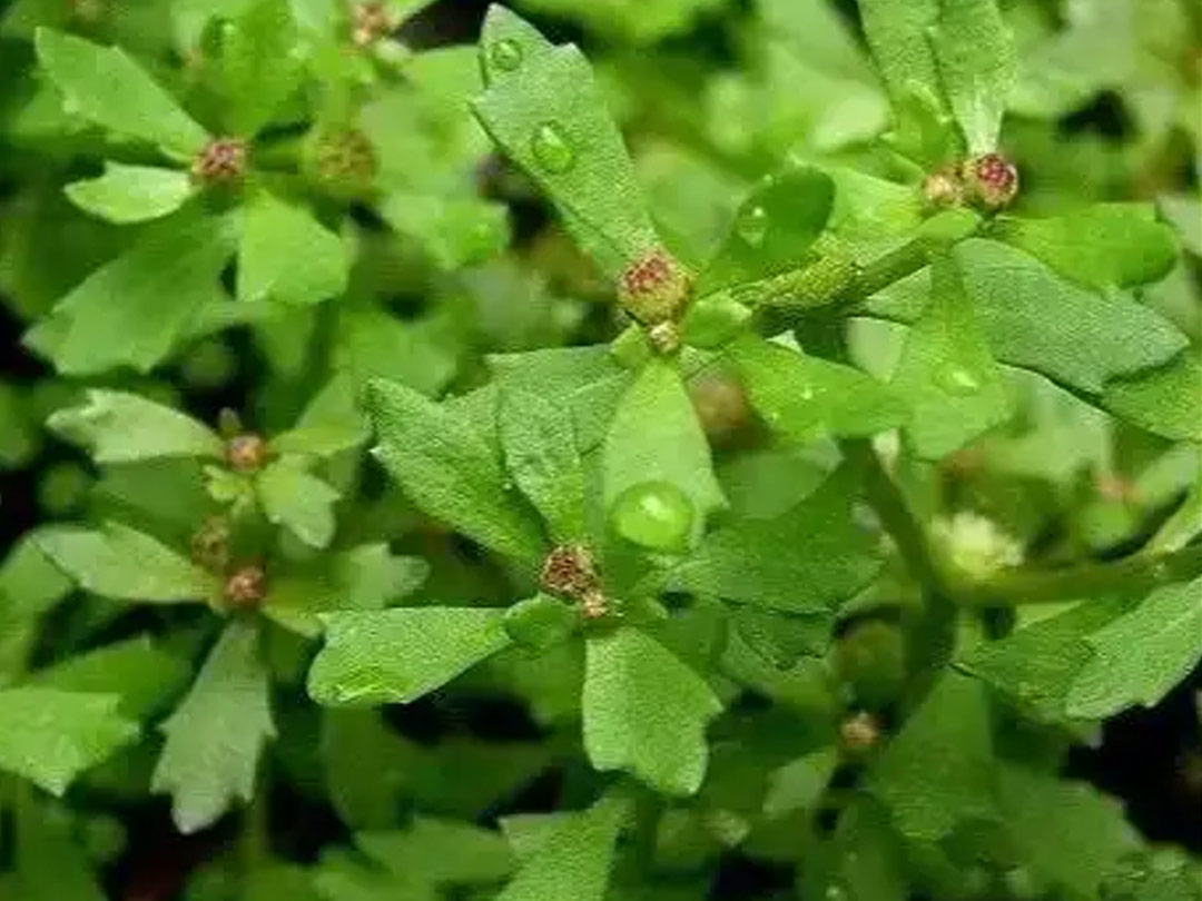 鹅不食草