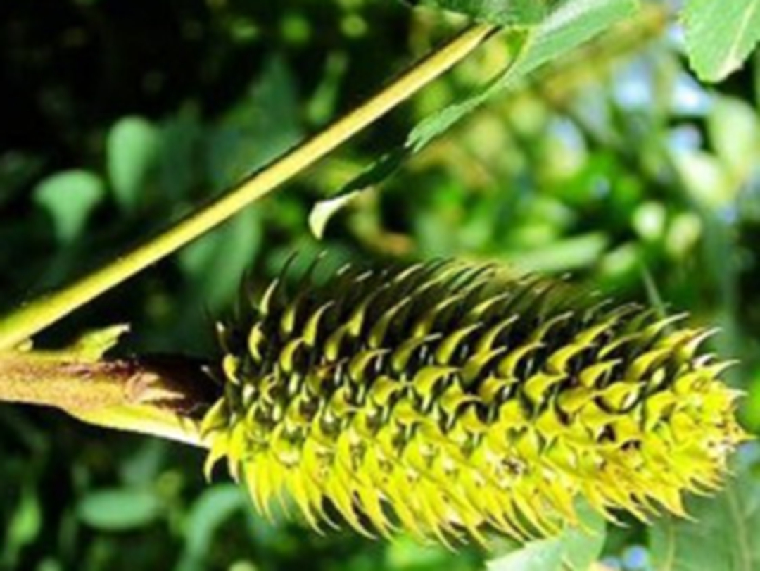化香树果