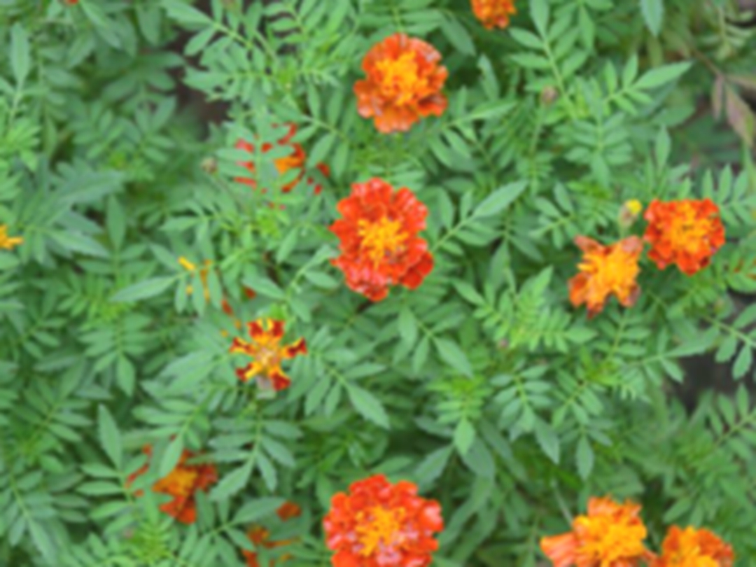孔雀草
