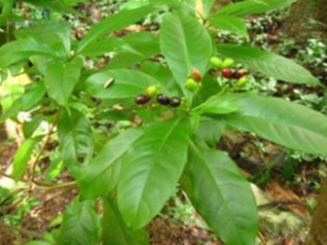 萝芙木茎叶