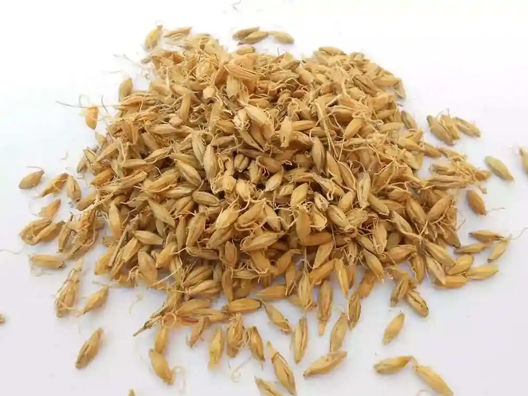 麦芽