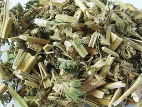 益母草